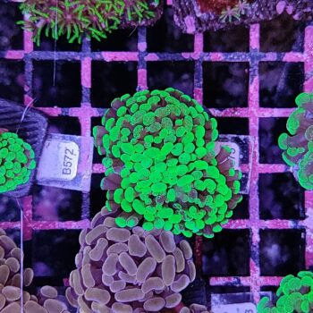 Euphyllia paraancora B575 - Frags