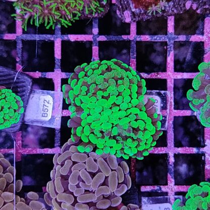 Euphyllia paraancora B575 - Frags