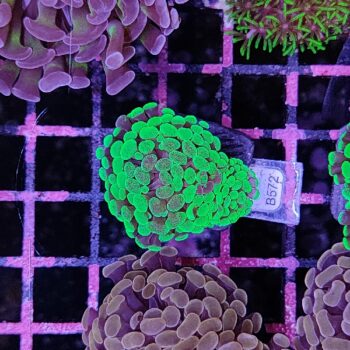 Euphyllia paraancora B572 - Frags