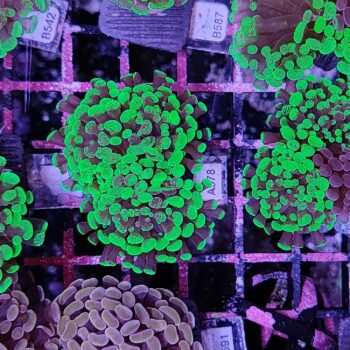 Euphyllia paraancora A578 - Frags