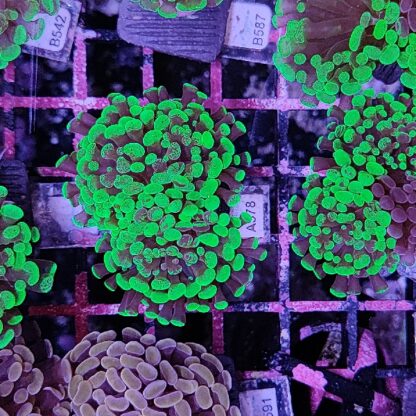 Euphyllia paraancora A578 - Frags