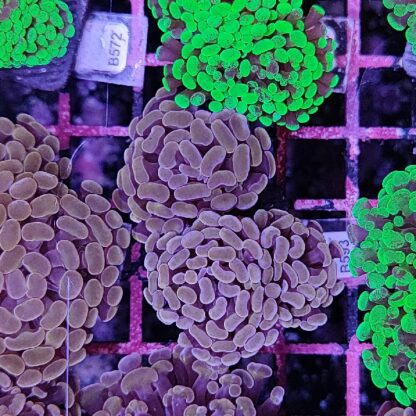 Euphyllia paraancora B593 - Frags