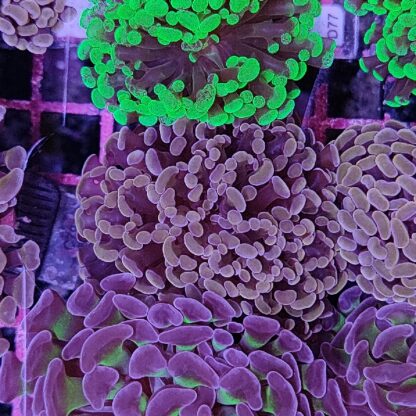Euphyllia paraancora B549 - Frags