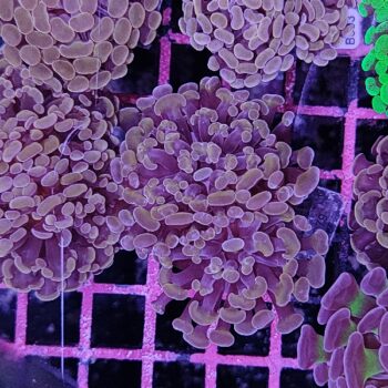 Euphyllia paraancora C79 - Frags