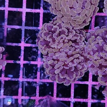 Euphyllia paraancora A524 - Frags