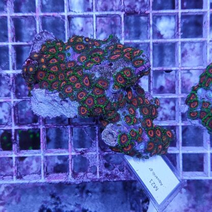 Zoanthus M21 (41293) - Frags