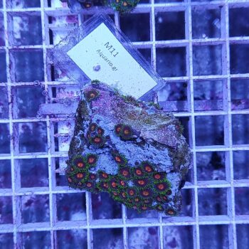 Zoanthus M11 (64111) - Frags