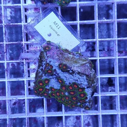Zoanthus M11 (64111) - Frags