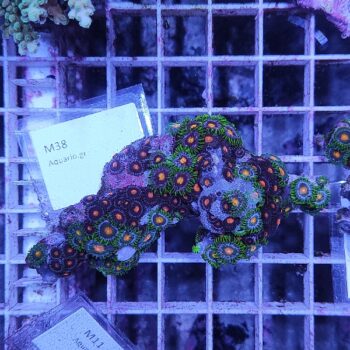 Zoanthus M38 (41293) - Frags