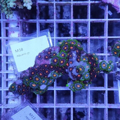 Zoanthus M38 (41293) - Frags