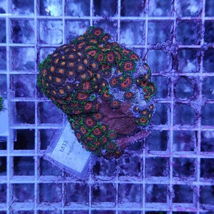 Zoanthus M33 (41293) - Frags