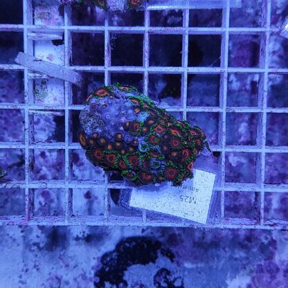 Zoanthus M25 (64111) - Frags