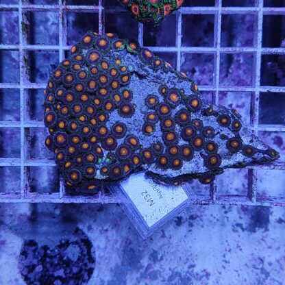 Zoanthus M42 (41293) - Frags