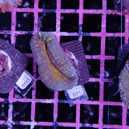 Lobophyllia D71 - Frags