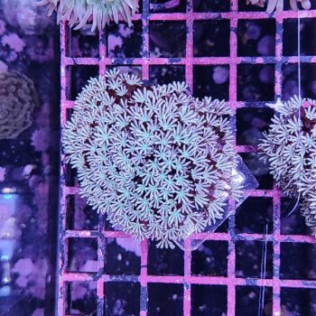 Tubipora musica A17 - Frags