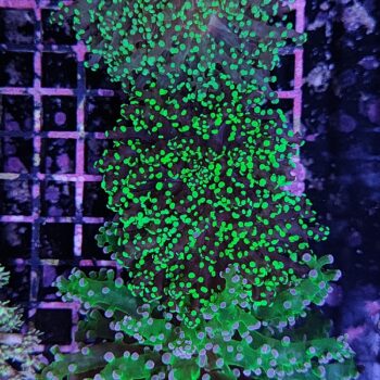 Euphyllia paradivisa G58 - Frags