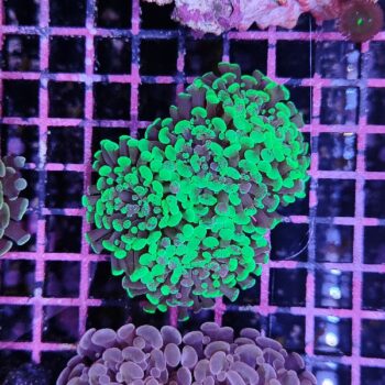 Euphyllia paraancora E68 - Frags