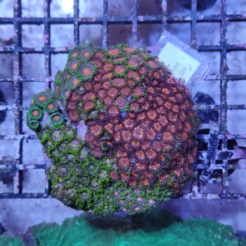 Zoanthus M5 (46822)