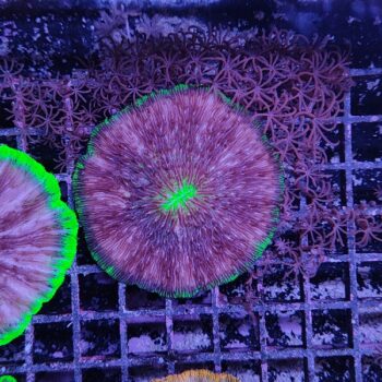 Fungia bicolor 3 (49427)