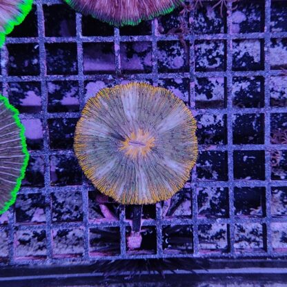 Fungia (49427)