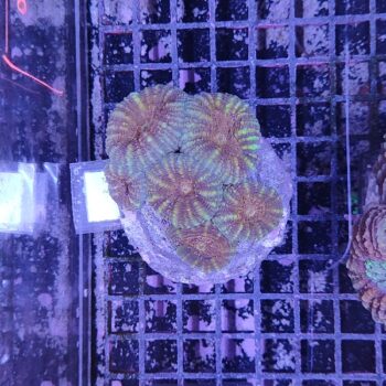 Lobophyllia M44 (51168)