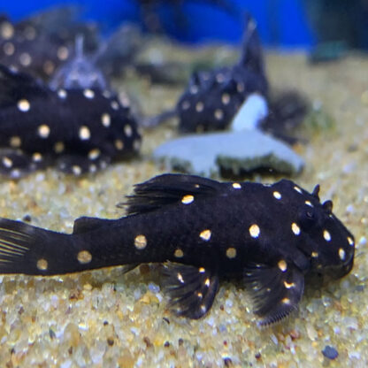 Panaqolus albomaculatus. - Lda 031 Mustard spot pleco