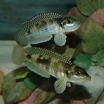 Lamprologus meleagris - Pearly Shelldweller M