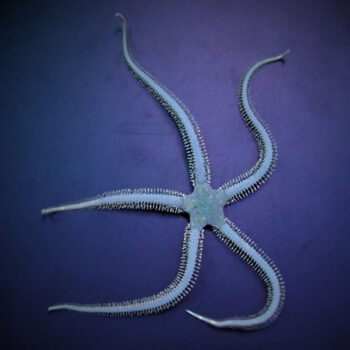 Ophiarachna incrassata - Green Brittle Starfish