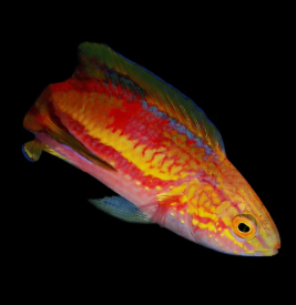 Cirrhilabrus isosceles - Pintail Fairy Wrasse Adult Male