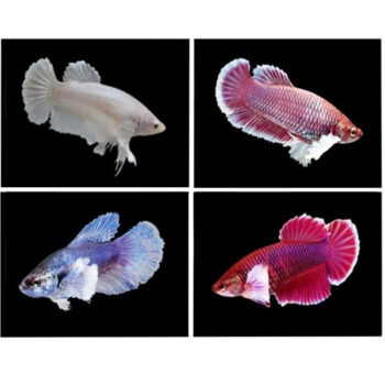 Betta splendens – Siamese Fighting Fish Plakat Big Ear male 4-5cm