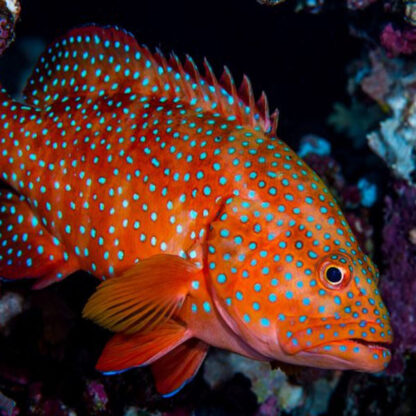 Cephalopolis miniata - Coral Rockcod M
