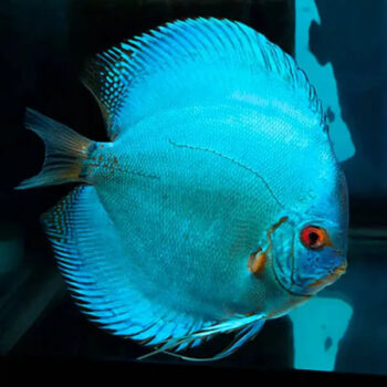 Symphysodon discus - Cobalt Blue 10-12cm