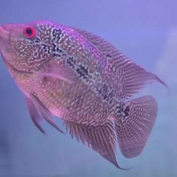 Cichlasoma sp. – Flowerhorn Red Wagon Female 14-18cm - Ψάρια Γλυκού