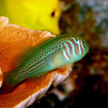 Gobiodon rivulatus-Rippled coralgoby M