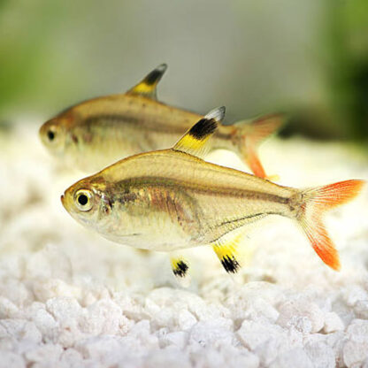 Pristella maxillaris – Golden X-Ray Tetra 3cm - Ψάρια Γλυκού