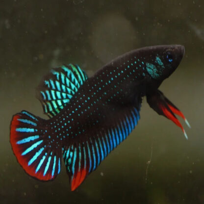Betta splendens – Siamese Fighting Fish Imbellis Male 2.5cm - Ψάρια Γλυκού