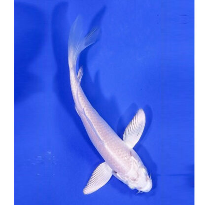 Cyprinus carpio - Platinum Ogon Butterfly Koi 10cm