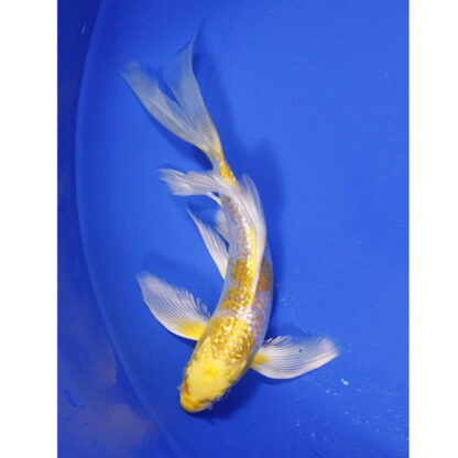 Cyprinus carpio –  Yellow Ogon Butterfly Koi 10 cm - Ψάρια Γλυκού