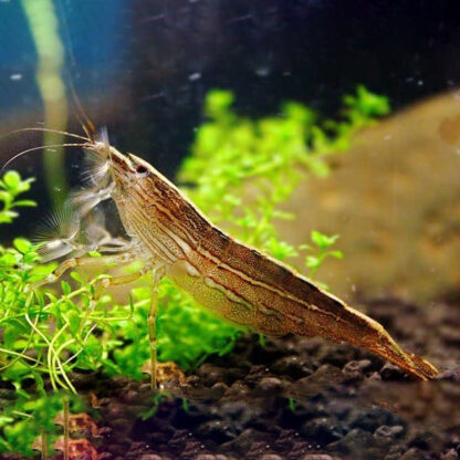 Atyopsis moluccensis – Rock Bamboo Shrimp 3-5 cm - Ασπόνδυλα Γλυκού