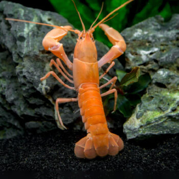 Cherax holthuisi - Extreme Red Lobster 5-7cm