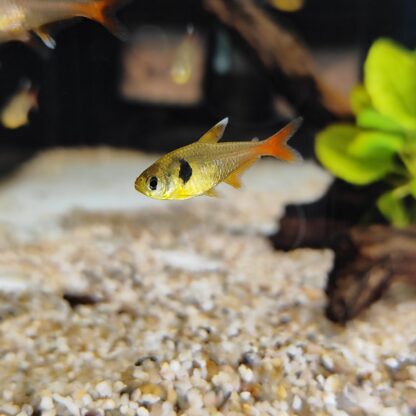 Hyphessobrycon roseus – Yellow Phantom Tetra - Ψάρια Γλυκού