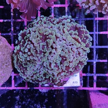 Euphyllia paraancora Α13 - Μητρικές αποικίες