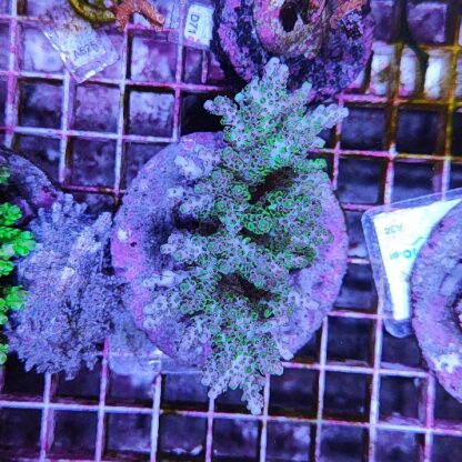 Acropora A40 (41184) - Μητρικές αποικίες