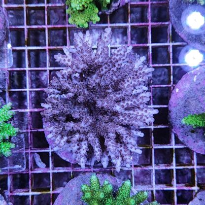 Acropora A61 (41184) - Μητρικές αποικίες