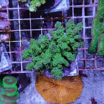 Acropora A52 (41184) - Μητρικές αποικίες