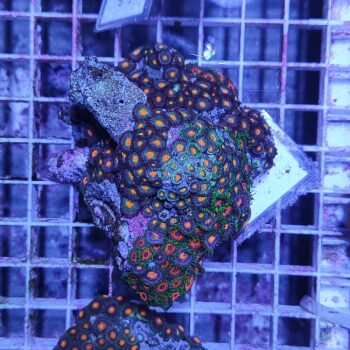 Zoanthus M37 (41293) - Frags