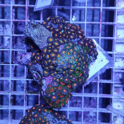 Zoanthus M37 (41293) - Frags