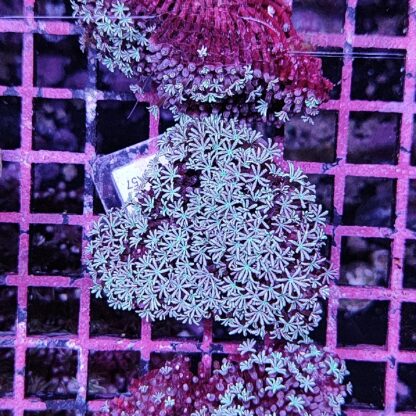 Tubipora musica A57 - Frags