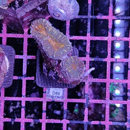 Lobophyllia D86 - Frags