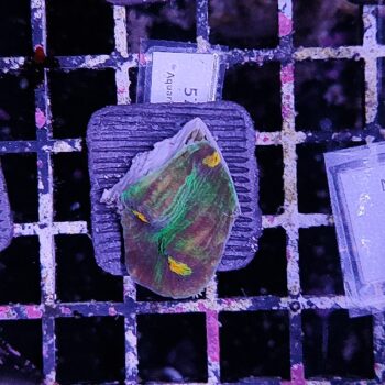 Mycedium 57 - Frags